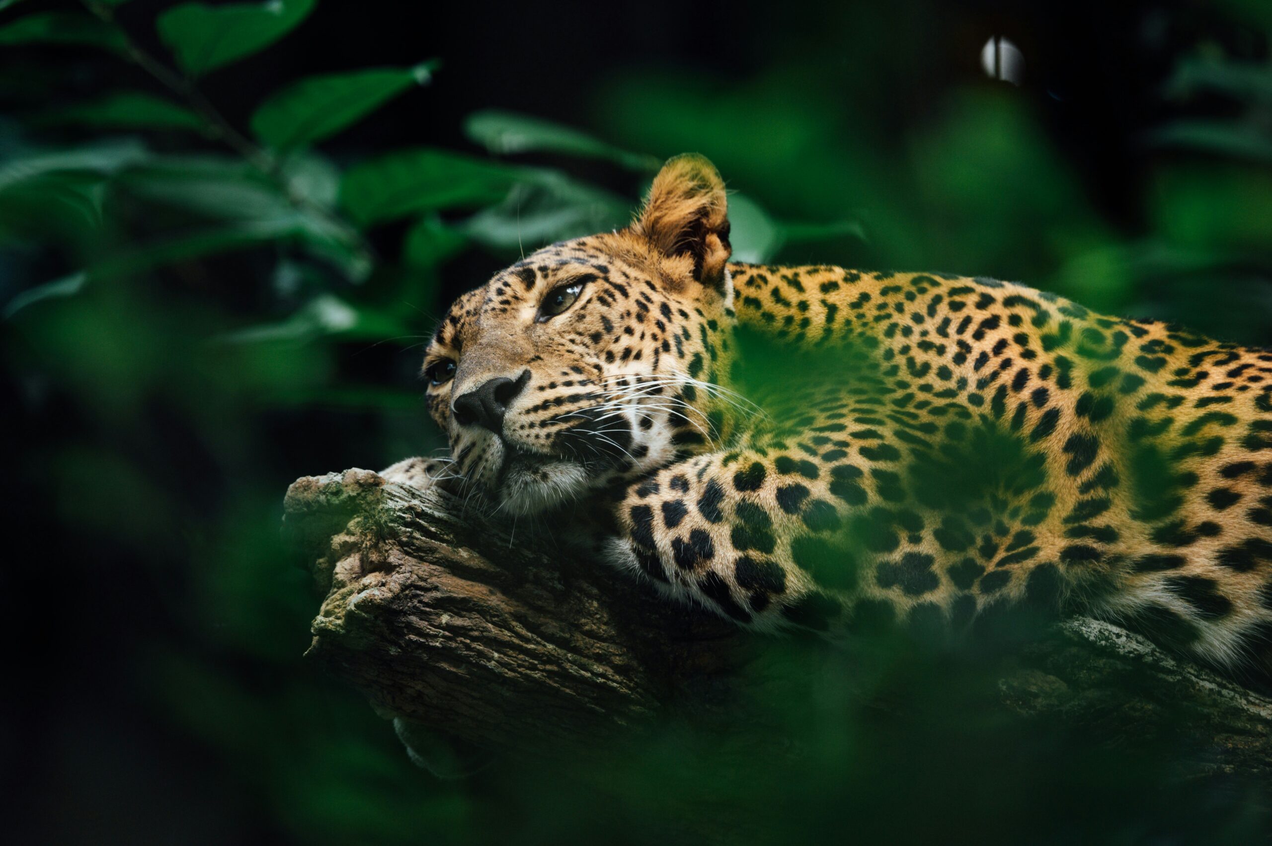 Leopard on a tree in Sri Lanka wildlife safari