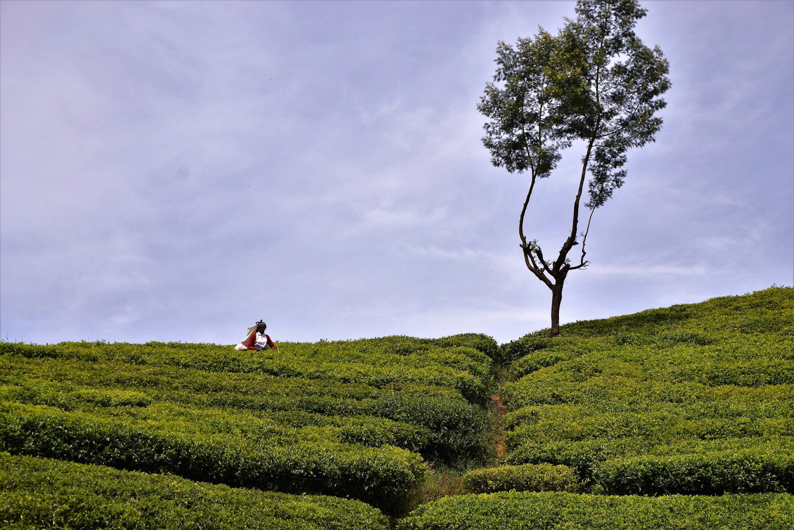 tea-plantation